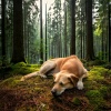Theta Sounds、Jazz Music Therapy for Dogs、Dog Frequencies - Gentle Pets Quiet Ease