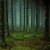 Mrbroken - Relaxing Forest Ambience