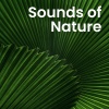 Natural Sound Makers、The Relaxing Sounds of Swedish Nature、Healing Sounds for Deep Sleep and Relaxation - Whispers of Swedish Forest Pines