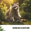 Solfeggio Frequencies 528Hz、Sleeping Music、Sommeil - Gelassenheitsgeflüster
