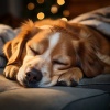 Ondas de música para perros、El proyecto de la naturaleza、Camino A Plutón - Sonidos Suaves Para Caninos