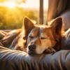 Sonidos Relajantes para Perros、Sonidos del bosque para relajarse、Jukebox de música para perros - Ritmos Calmantes Para Perros Intensos