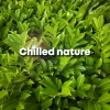 Forest Sounds、Baltic Nature Sounds、Forest Sounds For Sleep - Nature Song (Original Mix)