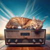 Tree of Lofi、Cat Songs、Piano for cats - Quiet Whiskers
