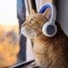 Lofi For Summer、Lofi Rap、Lo Fi Playlist - Paws And Beats