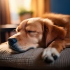 Binaural late puro、MUSICOTERAPIA PARA PERROS、Música para tu perro - Estiramientos Temprano En La Mañana