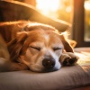 Tonos de cristal、Música para cachorros dormidos、Sociedad de música relajante para perros - Patas En Armonía