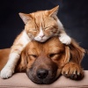 Pure Joy Music、Calm Pet Moments、Relaxing Music for Pets - The Gentle Purr