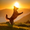 Feel the Joy、The Dog Music Legends、Puppy Music Therapy - The Morning Stroll