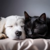 Gentle harmonies、Calming Pet Music、Deep Night Pets - Gentle Heartbeat