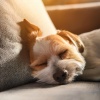 Gentle Sounds、Dog Bedtime、Dogs Music Therapy - A Wagging Tail'S Tune