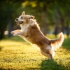 Songs for Dogs to Sleep To、Music For Dogs、Sounds Of Calm - Morning Stroll In The Park