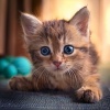 Dulces Sueños Felinos、Un millón de flores、Explorador binaural - Gatos Tranquilos Disfrutan La Calma