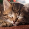 Melodías para Gatos Dormidos、Arquitectos ambientales、Barba y vibraciones - Sonidos Relajantes Y Gatos