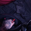 l.u.s.t. - Nihilist (Explicit)