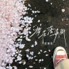 言瑾羽 - 樱花落满街