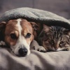 Peaceful Night Pets、Happy Playlisted Music、Binaural Jazz - Soothing Beats For Pets