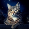 Music for Resting Cats、Blissful Tunes、Granular Solfeggio Frequencies - Calm Cat Night Hop