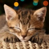 Gatos Especialistas、Guitarras Flamencas、Musica Relajante de Guitarra Clasicos - Guitarra Suave Para Gatos