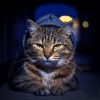 Relaxing Music for Cats、Rain of Crystal Spires、Miracle Frequencies - Gentle Tabby Hip Hop