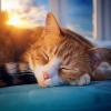 Gatos Calmantes、El monje junto al mar、vida zen - Paz Ronroneante