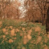 Simply Worship、Grace Coleman - dwell