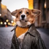 Raining for Calm Pets、Sunday Chillout Songs、Binaural Feels - A Peaceful Day for the Paws