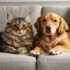 Deep Night Pets、Gentle harmonies、Binaural Beats Entertainment - Quiet Sound for Pets