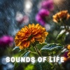 Ruhiger Regen、Spiritualizer、Millionen Tropfen - Yoga Cool Down with Peaceful Ambient Sounds