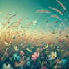 Baltic Nature Sounds、Natural Sounds、Sleep Music Lullabies - Underwater Royal
