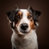Puppy Music Therapy、Happy Music、Binaural Beats Solutions - Paws Of Peace