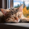 Kitten Music Therapy、Tranquil Beats、Binaural Beats Brain Waves Isochronic Tones Brain Wave Entertainment - Curled Up In Comfort