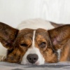 Doggy Music Radio、Smooth Background Sounds、Waves Of The World - Soothing Music for Dogs