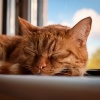 #Pianoclassico、Christian Piano Music、Piano Beats - Chords For The Purring Soul