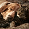 The Animal Group、Isochronic Tones、Rain Shower - Relaxing Pet Vibes