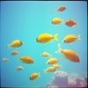 song365worldwide - 魚のブルース
