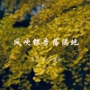 黑豆ado、王薯熟 - 风吹银杏落满地