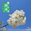 沐梓桐 - 窗外的春光