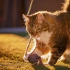 Pet Music Collection、Landscapes Of Joy、Nature Waterfalls - The Sound Of Playful Paws
