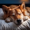 Music For Your Dog、Smooth Dinner Music、Rain Games - The Sound Of Wagging Tails