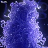 ZEC. - Chromatids
