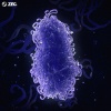 ZEC. - Telomere