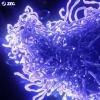 ZEC. - Telomere