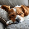 Puppy Sleep Dreams、Outside World、Raindrops for Calming Dogs - Gentle Sounds Dog Relax