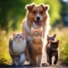Calming Pet Symphony、Harp Player、Nature and Rain - Pet Calm Through Beats