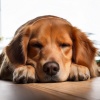 Dog Songs、Happy Ukulele、Nature Sounds Worldwide - The Bark Beneath The Bass