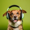 piano yung、Maestros de la música de piano relajante、Chillout clásico - Melodías Para Aventuras Peludas