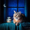 Lofi Sunday、LoFi Traveler、Lofi Valley - Pets Slumber Beats