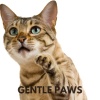 Cat Music - Gentle Paws