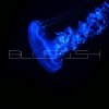 Summer Graves - BLUEFISH